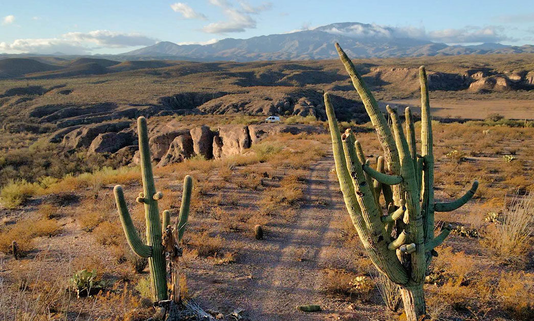 Cactus Camping in the Desert