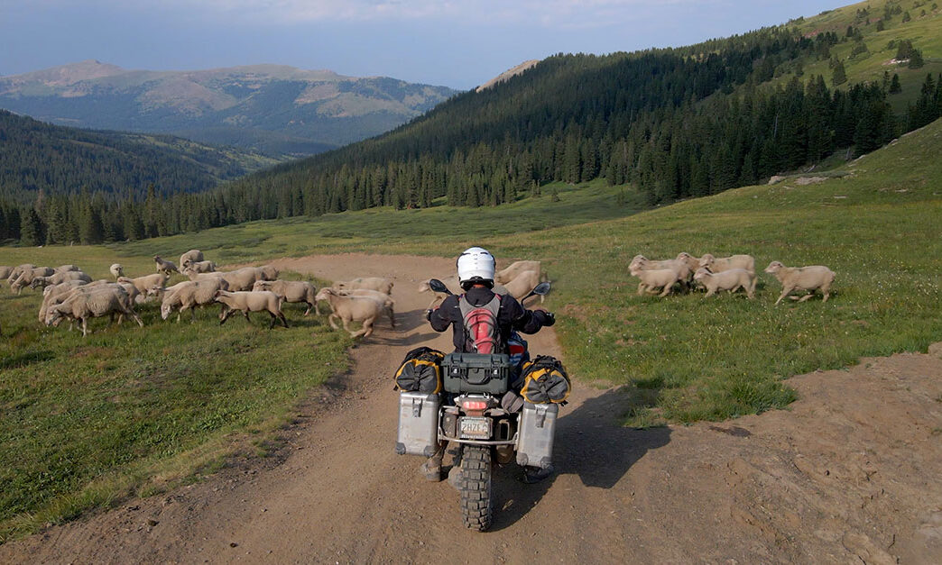 Sleeping with Sheep in the Mountains