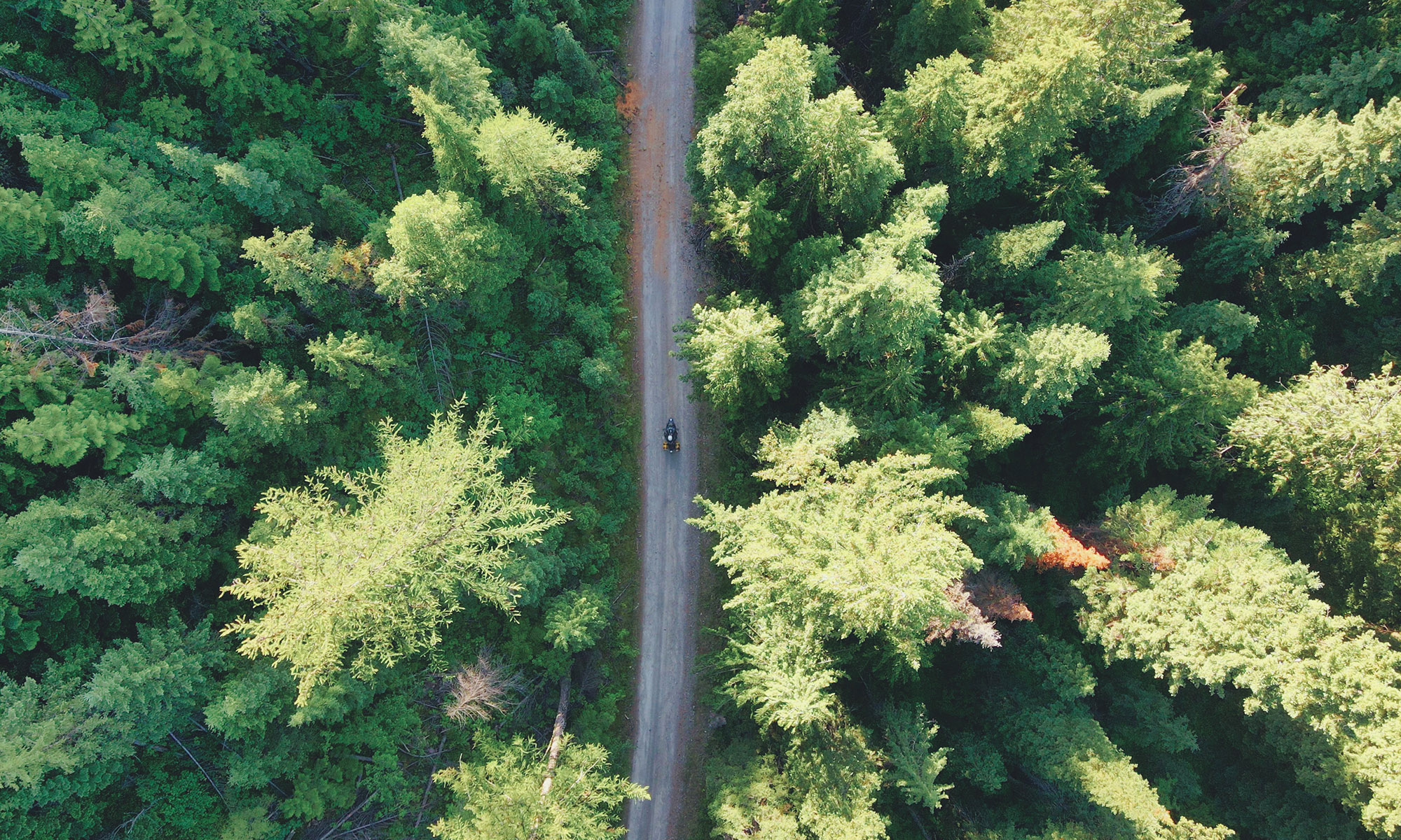 Riding Solo in Montana forest