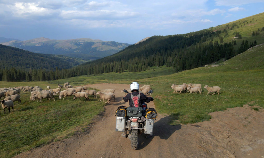 Motorcycle rider and sheep Ptarmigan Pass Colorado