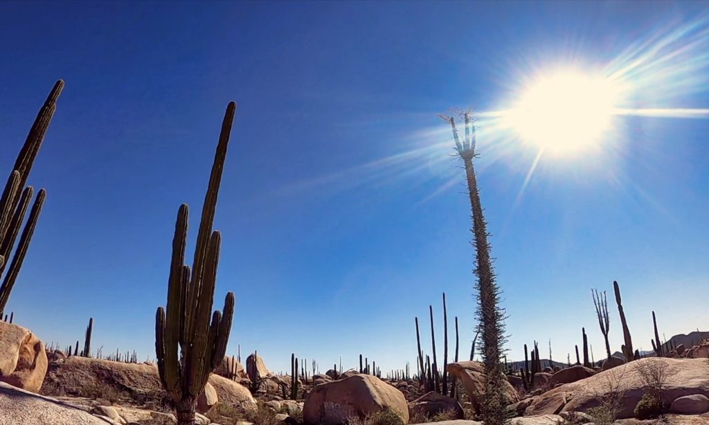 Desert cactus in Cataviña Baja California