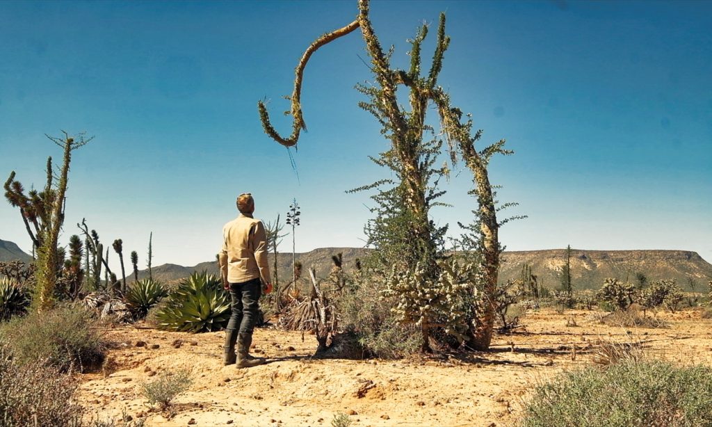 Sterling looking at Boojum tree in Baja California