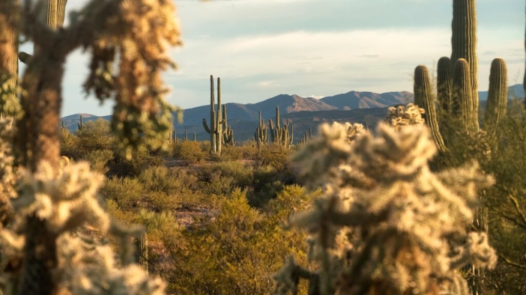 Saguaro cactus in the desert