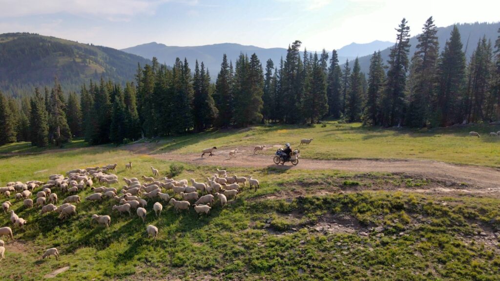 Motorcycling through a herd of sheep Ptarmigan Pass Colorado