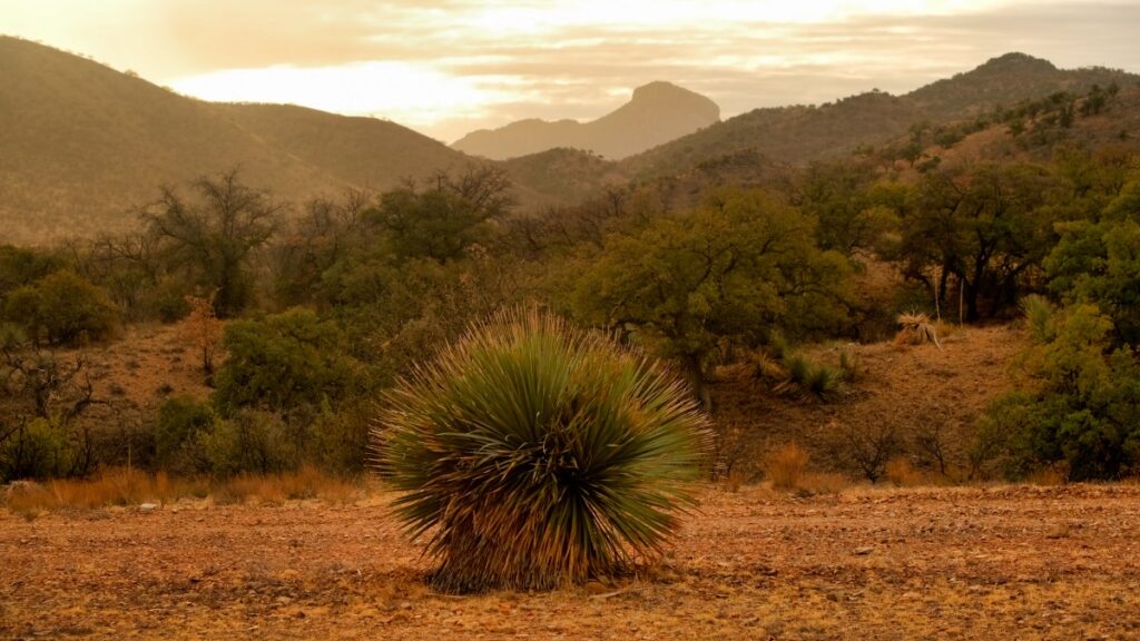 Sonoran desert landscape on Ruby Road