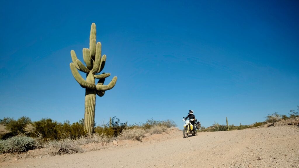 Sterling Noren looking at a large saguaro cactus while on his motorcycle