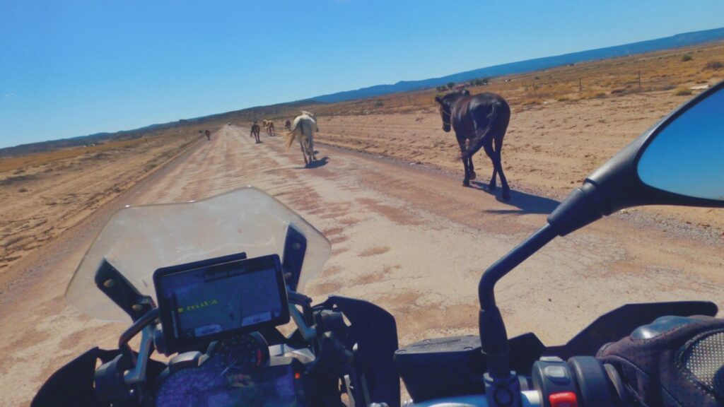 Riding motorcycle on dirt road past cows in New Mexico