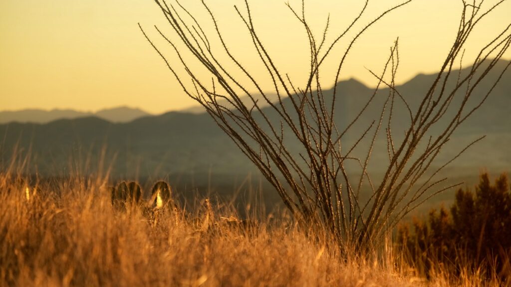 overland van camping Santa Rita mountains Arizona 2021 desert landscape cactus