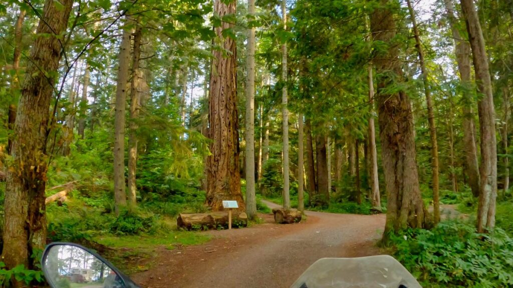 big trees in Kitty Coleman Campground, Courtenay, British Columbia