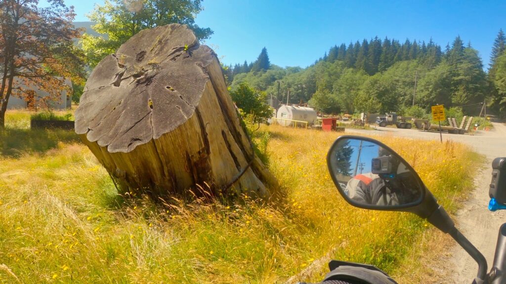 ancient forest stump logging Vancouver Island Holberg